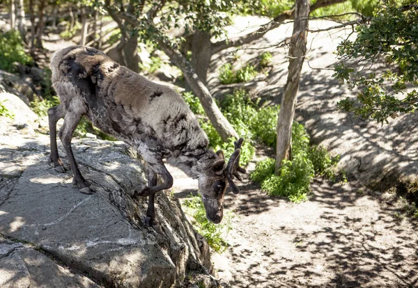 Reindeer Family Eats Grass Grazes Clearing Northern Finland — Stock Photo, Image