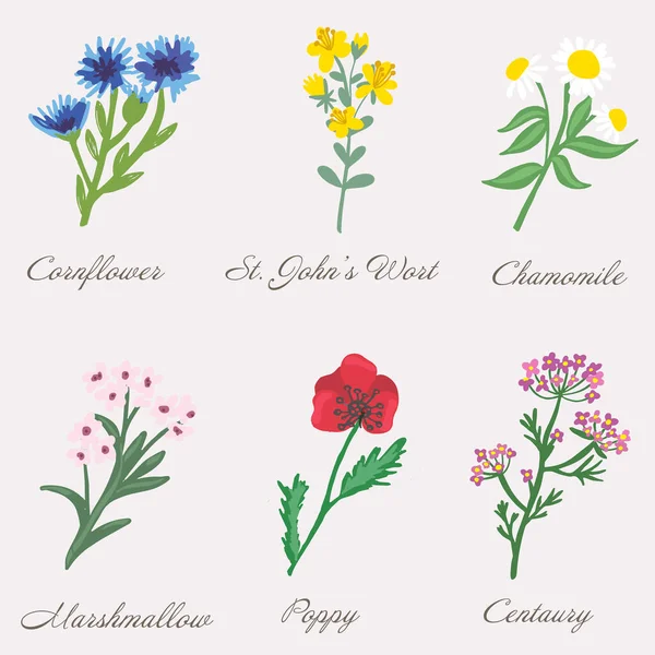 Σύνολο απομονωμένων ιατρικών φυτών, λουλουδιών και βοτάνων. Εικονογράφηση διανύσματος. — Διανυσματικό Αρχείο