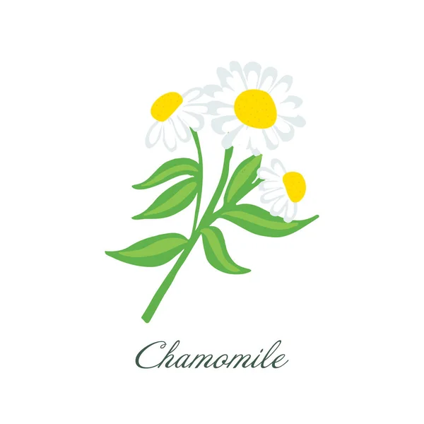 Bright and Beautiful Chamomile Flower or White Daisy Signs of Spring and Summer — Stock Vector