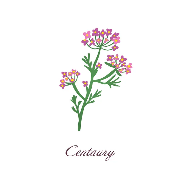 Centaury flower. Medical herbs and plants vector illustration. Isolated on white background Green and pink floral symbol. — Stock Vector