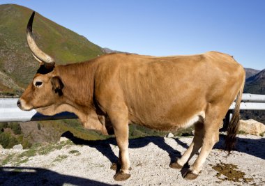 Cachena Portekizli sığır