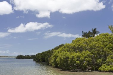 Pumiscetone geçit Mangroves