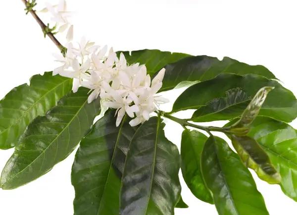 White Coffee Flowers — Stock Photo, Image