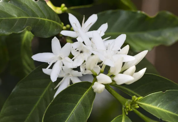 White Coffee Flowers