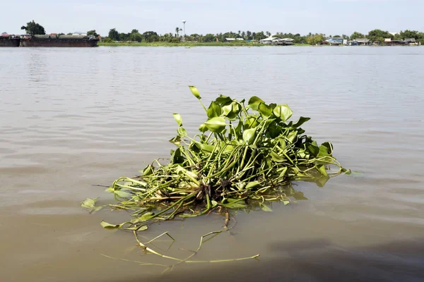 Jacinto de agua flotante libre — Foto de Stock