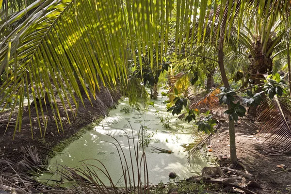 Algas Verdes en el Canal de Riego — Foto de Stock