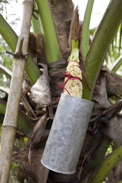 Ταϊλάνδης Palm Sap — Φωτογραφία Αρχείου
