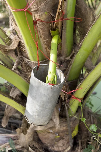 Тайська Palm Sap — стокове фото
