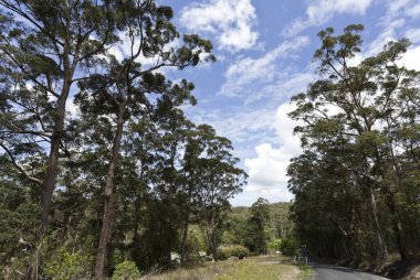 Yandina uzun Gumtrees