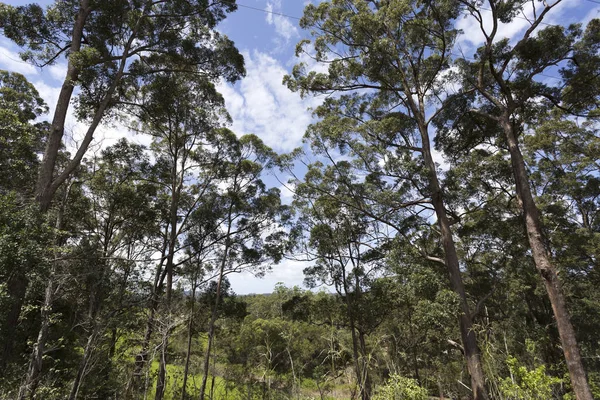 Yandina große Gummibäume — Stockfoto