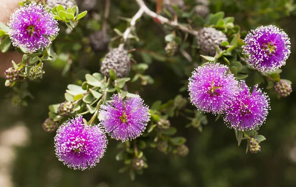 Purple Bottlebrush Flower — Stock Photo, Image