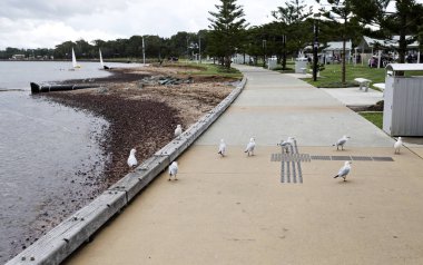 Woody noktası suların çekildiği kıyı