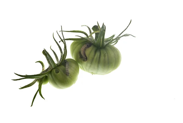 Plagas de oruga de gusano de tomate — Foto de Stock