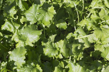 Şalgam yeşilliği yaprakları 