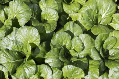 Çin Lahanası lahana