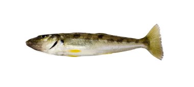Trumpeter Winter Whiting clipart