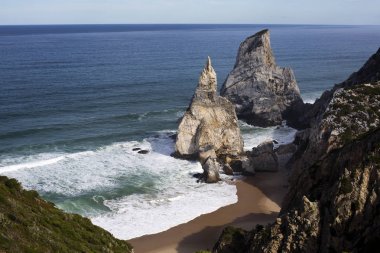Sintra Beach'te büyük ayı
