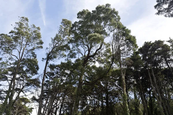 Sintra Tall Forest — Stockfoto