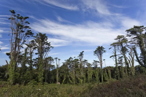 Pini della foresta di Sintra — Foto Stock