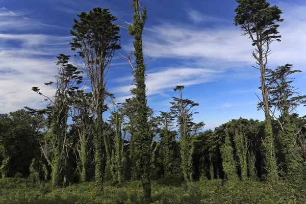 Pini della foresta di Sintra — Foto Stock