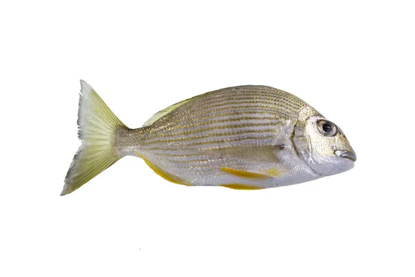 Τσιπούρα ψάρι Tarwhine — Φωτογραφία Αρχείου