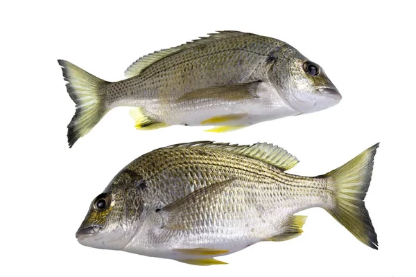 Bream Yellowfin Fish — Stock Photo, Image