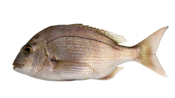 Snapper Fis juvénile — Photo