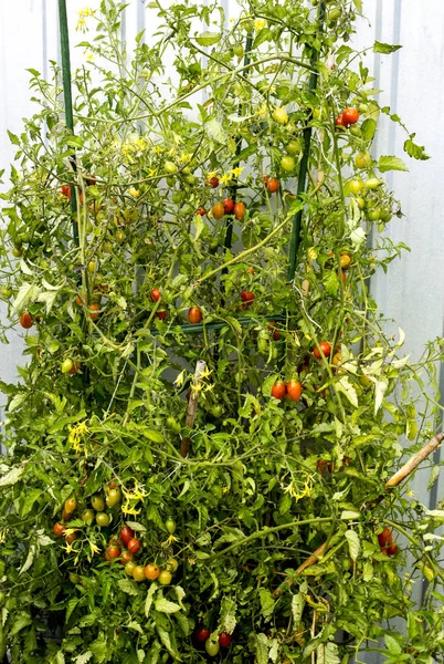 Plan de Tomates Cereza — Foto de Stock