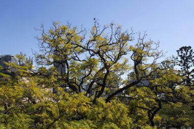 Akasya Tre Brisbane şehirde