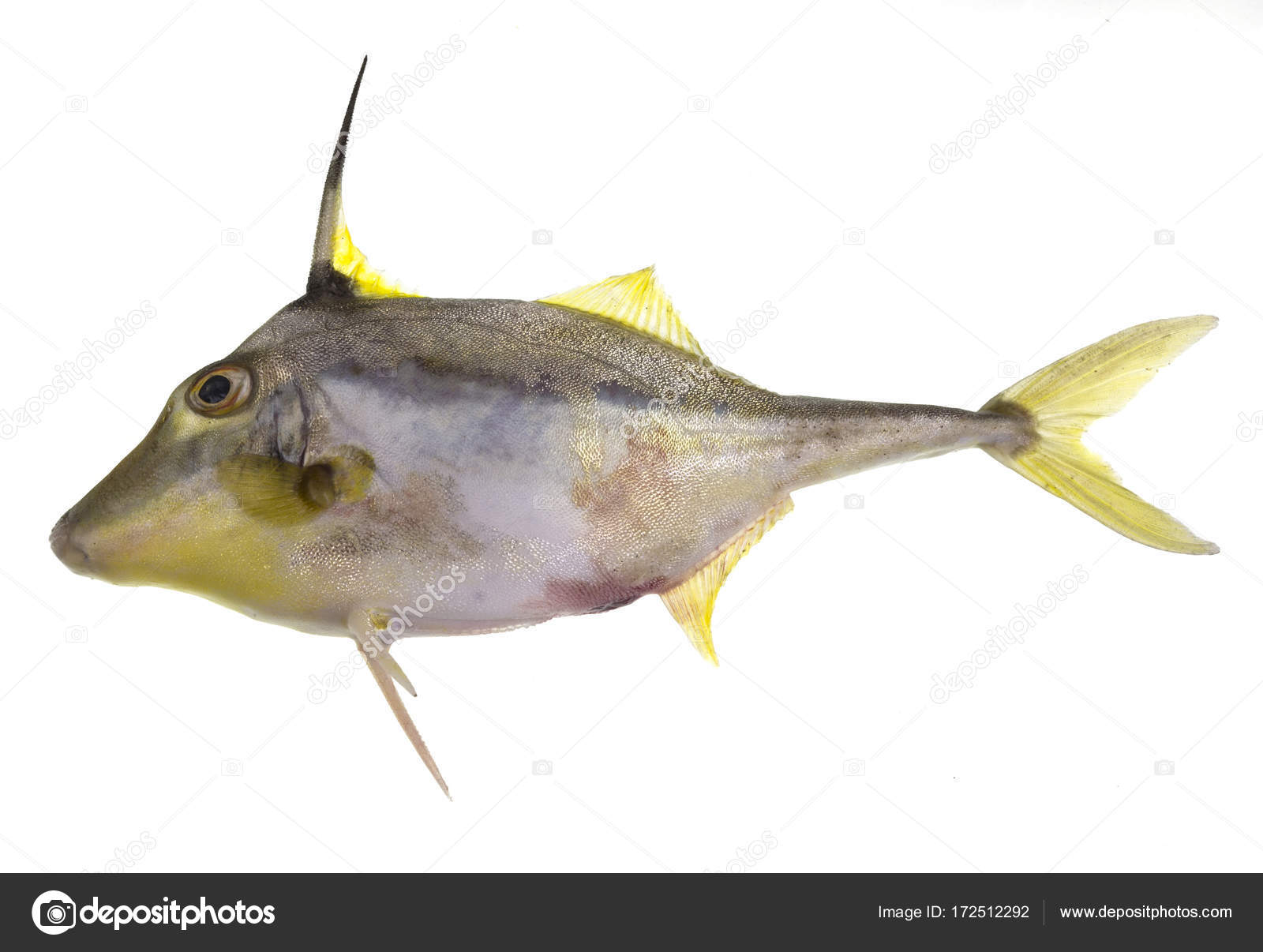 Bribie Island Yellowfin Tripodfish Stock Photo by ©ribeiroantonio 172512292