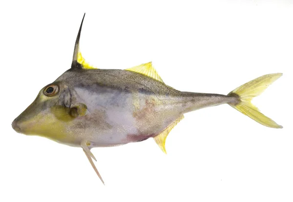 Bribie Island Tripodfish aleta amarilla —  Fotos de Stock