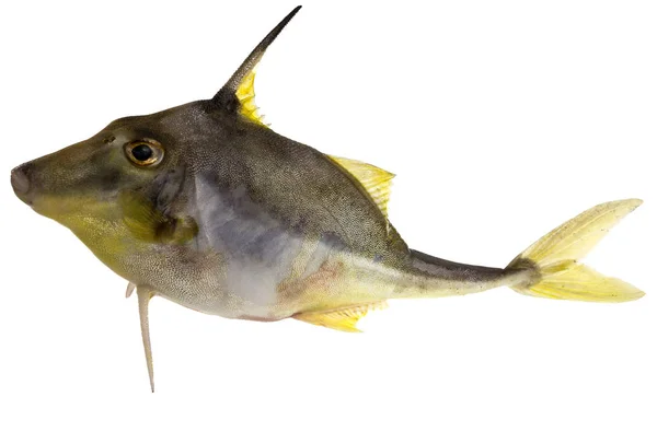 Bribie Island Tripodfish aleta amarilla —  Fotos de Stock