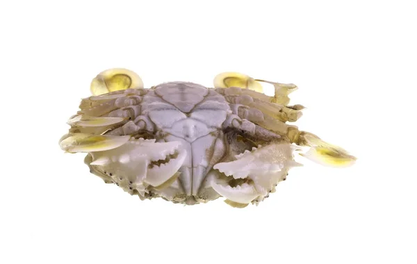 Bribie Island Moon Crab — Stock Photo, Image