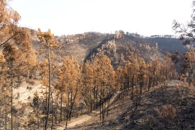 Ferreira Zezere orman yangınları
