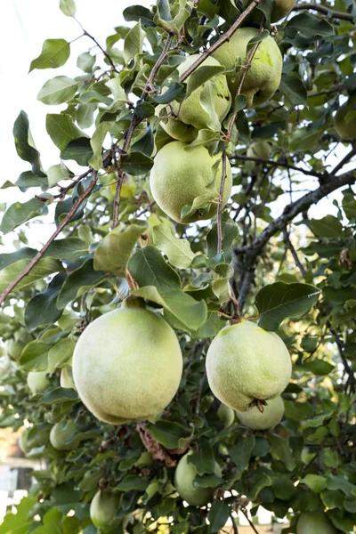 Quince strom a jeho plody — Stock fotografie