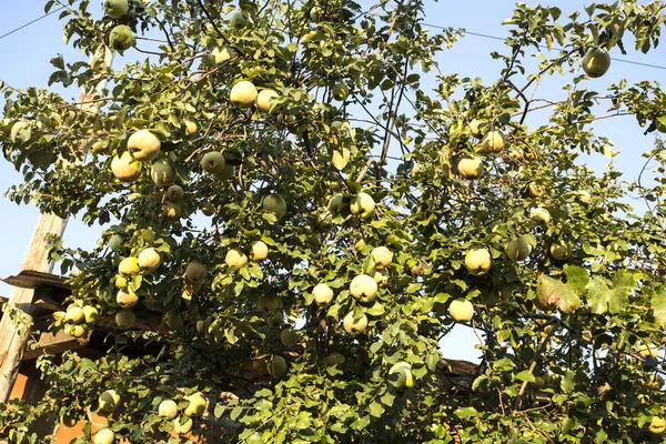 Árvore de marmelo e frutas — Fotografia de Stock