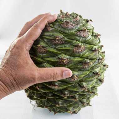 Bunya çam kozalağı