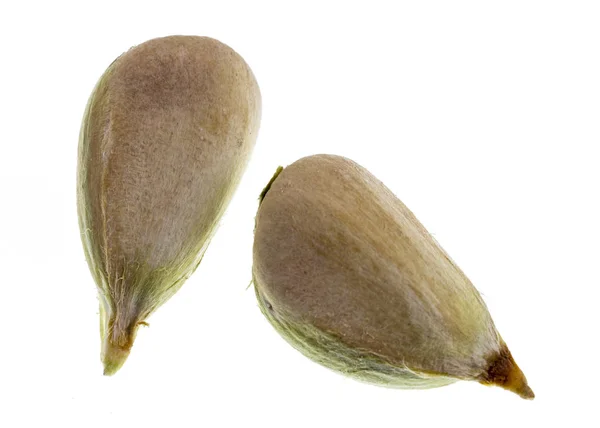 Семена сосны Bunya — стоковое фото