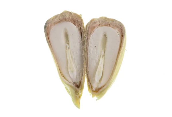 Семена сосны Bunya — стоковое фото