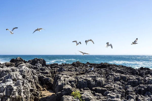Cascais Rugged Coastline and Seagulls — Stock Photo, Image