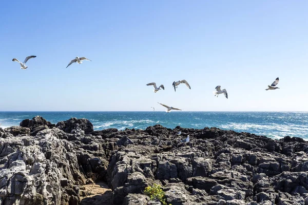 Cascais zerklüftete Küste und Möwen — Stockfoto