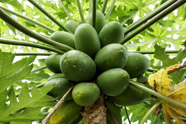 Pfote Bio-Baum und Obst — Stockfoto