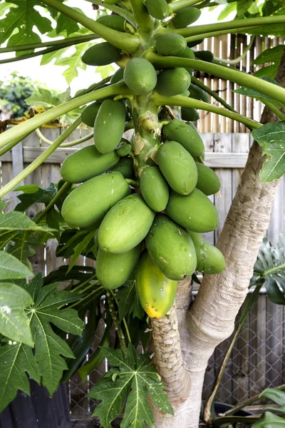 Органічні Дерево папайї та фрукти — стокове фото