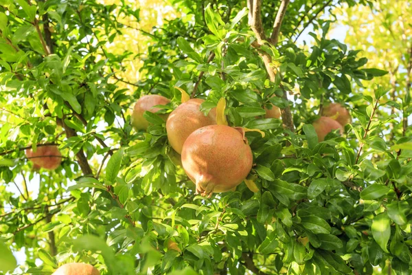 Granátové jablko stromu — Stock fotografie