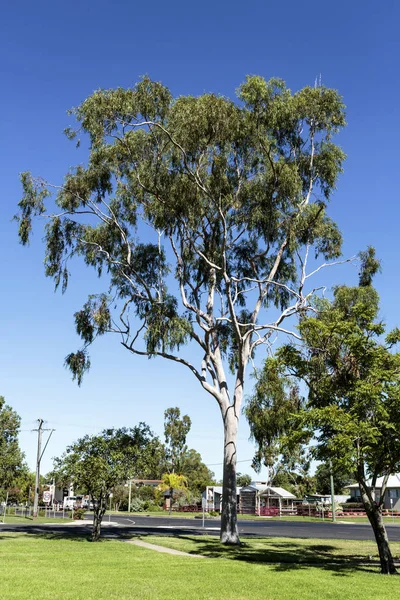 Inglewood  Eucalyptus Tree — Stock Photo, Image