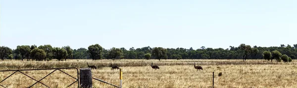 Emus jalá Vida Silvestre en NSW — Foto de Stock