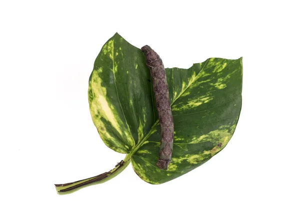 Caterpillar Eating Leaf — Stock Photo, Image