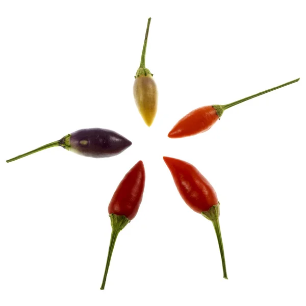 Papryka chili na różnych etapach dojrzałości — Zdjęcie stockowe