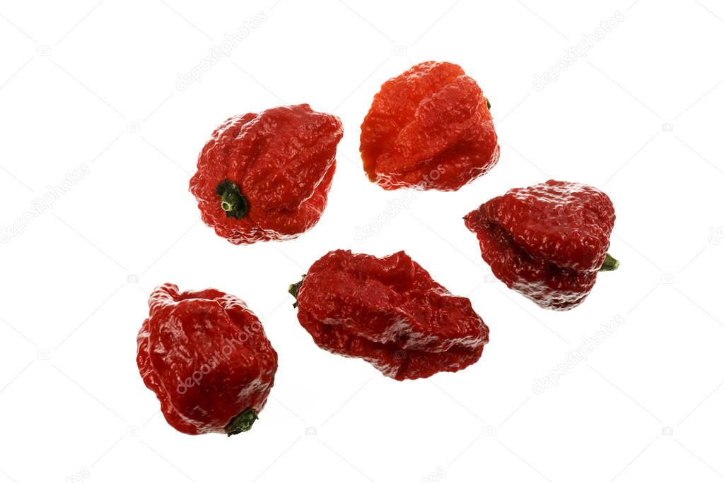 The Carolina Reaper is a medium sized chili pepper of the species Capsicum chinense, red and gnarled with a small pointed tail. It is an extremely hot chili, originated from South Carolina, USA.