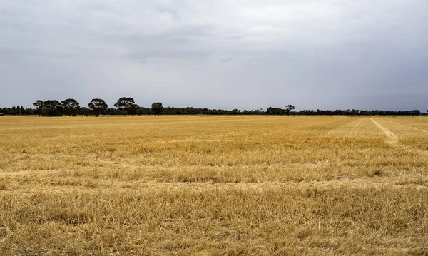 New South Wales Agricultural Fields — Stok fotoğraf